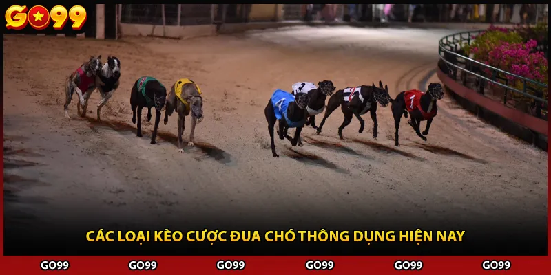 Các loại kèo cược đua chó thông dụng hiện nay