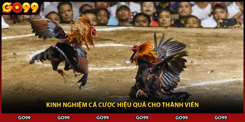 Kinh nghiệm cá cược hiệu quả cho thành viên