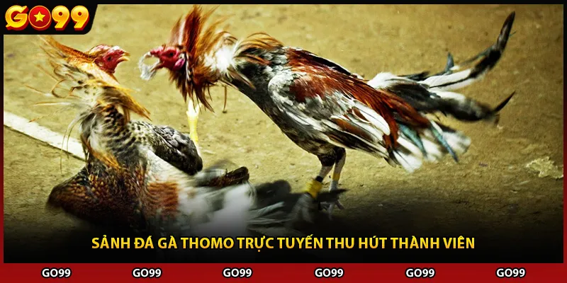 Sảnh đá gà Thomo trực tuyến thu hút thành viên