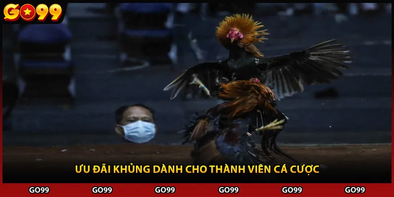 Ưu đãi khủng dành cho thành viên cá cược